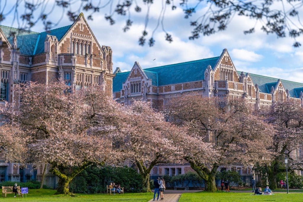 University of Washington Quad in spring, cherry blossoms